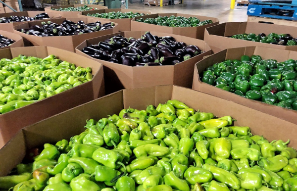 Fresh Peppers Food Distribution