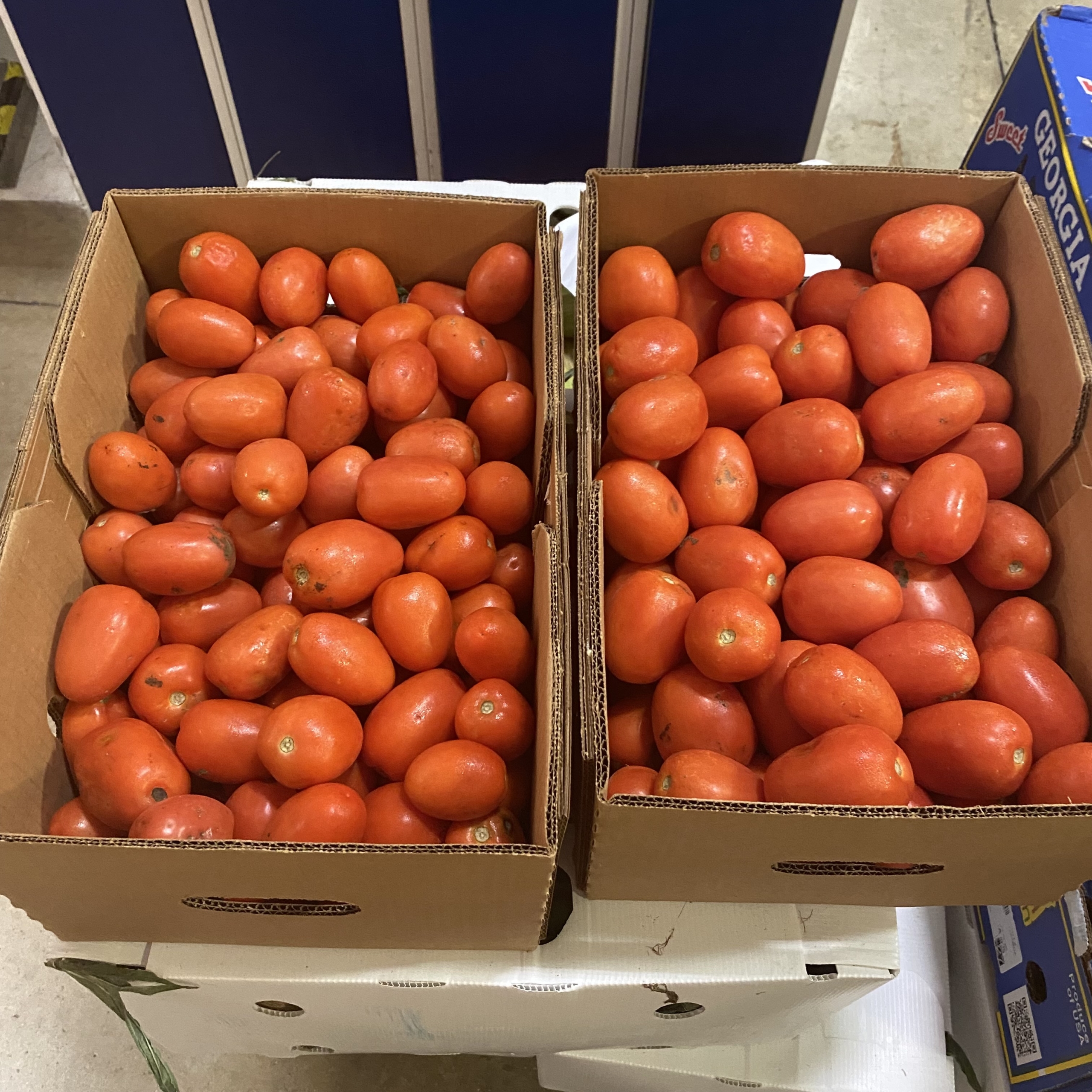 fresh tomatoes